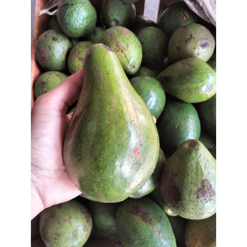 

alpukat mentega