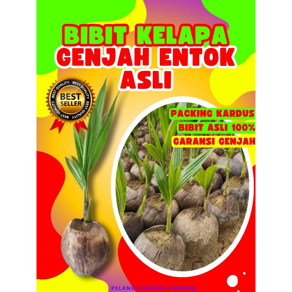 KUALITAS UNGGUL.. Benih Kelapa Hibrida Hijau Jumbo, Benih Kelapa Hijau Asli, Benih Kelapa Hijau Hibr