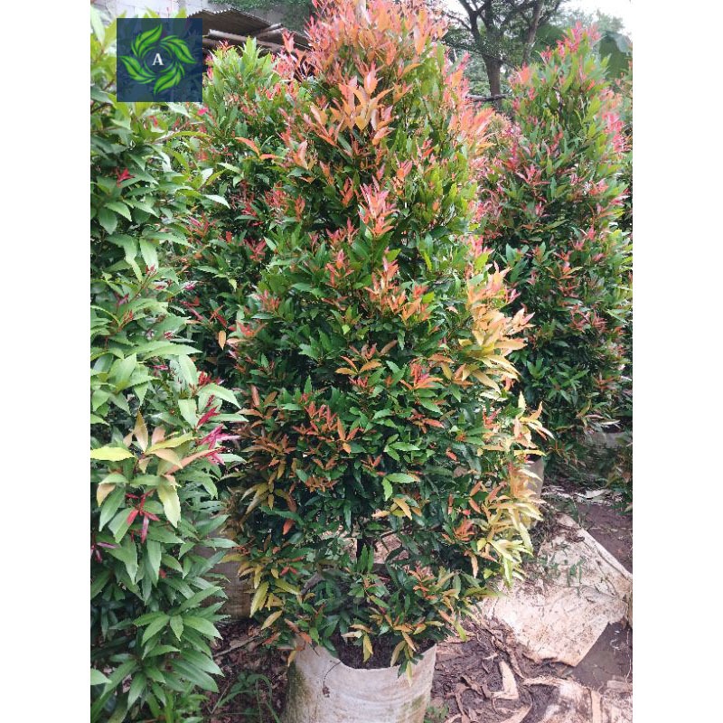 Pohon Pucuk Merah Tinggi 1.5 M Kualitas Terbaik, Pohon Peneduh Pucuk Merah