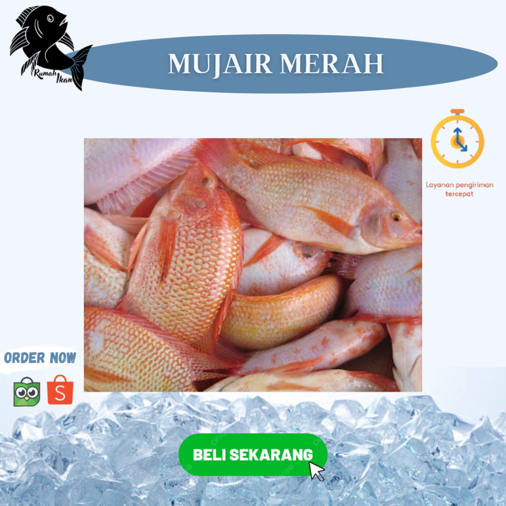 

Ready Mujair Merah Segar 1KG