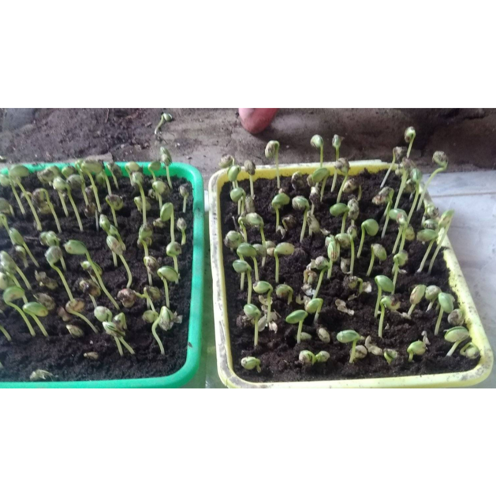 Raflezia Benih Edamame Biomax 2 Kotaku Hijau 15 Gram Kedelai Jepang Jumbo Lebat Bandel