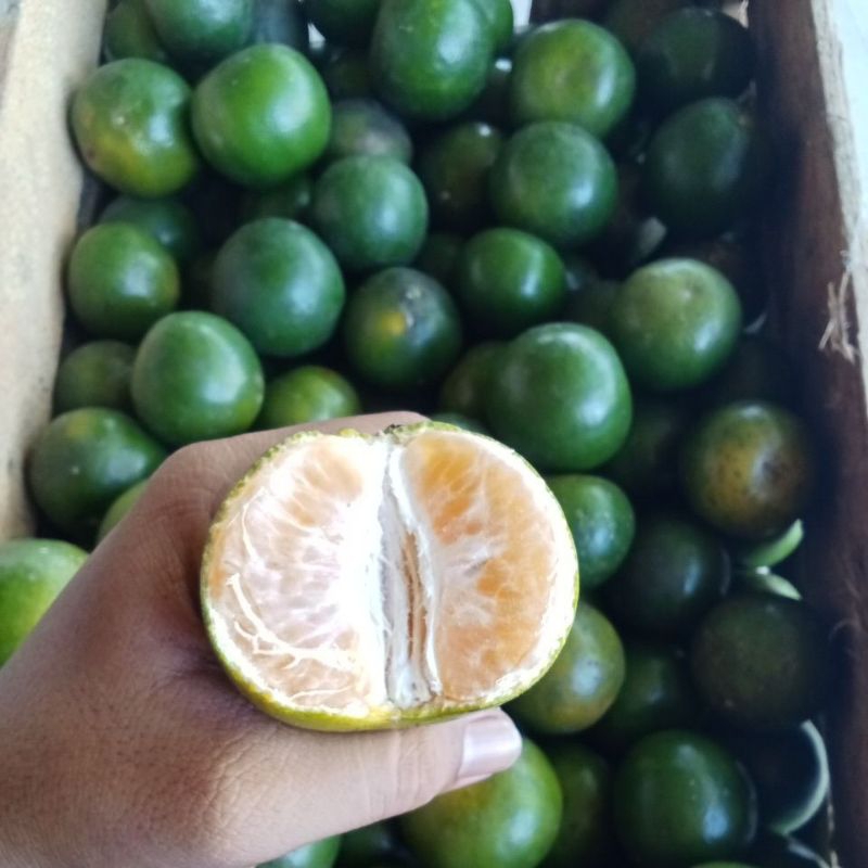 

Jeruk Manis // Jeruk Pasaman Manis & Banyak Air nya Size Besar juice 1kg