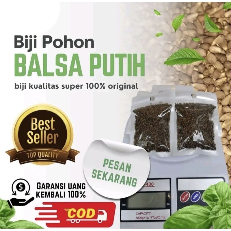 

BIJI KAYU BALSA PUTIH Isi 5000 biji