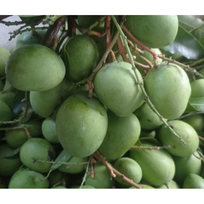 

mangga muda,mangga keong,telur,1kg mangga kriuk