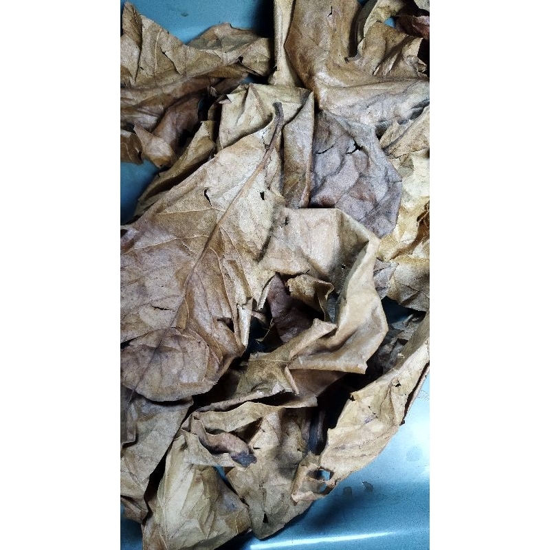 ekstrak daun ketapang olahan