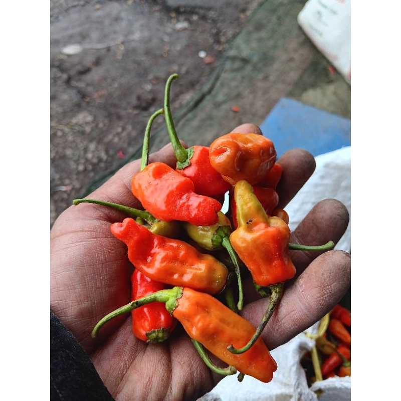 

rawit merah varian frentool dan ori