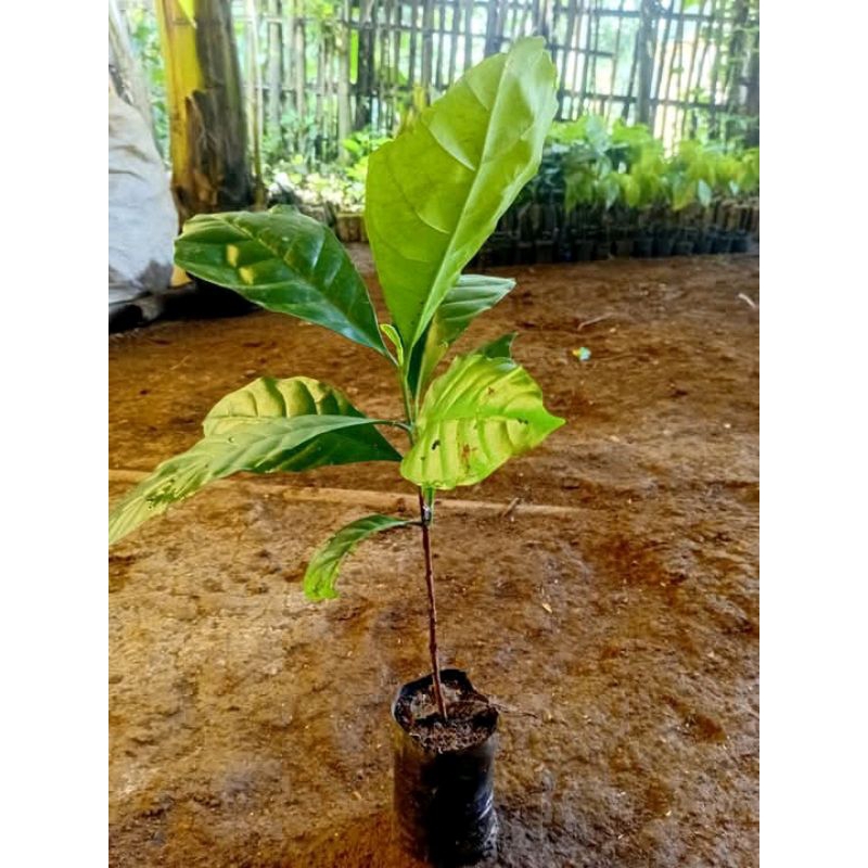 bibit kopi kualitas unggul