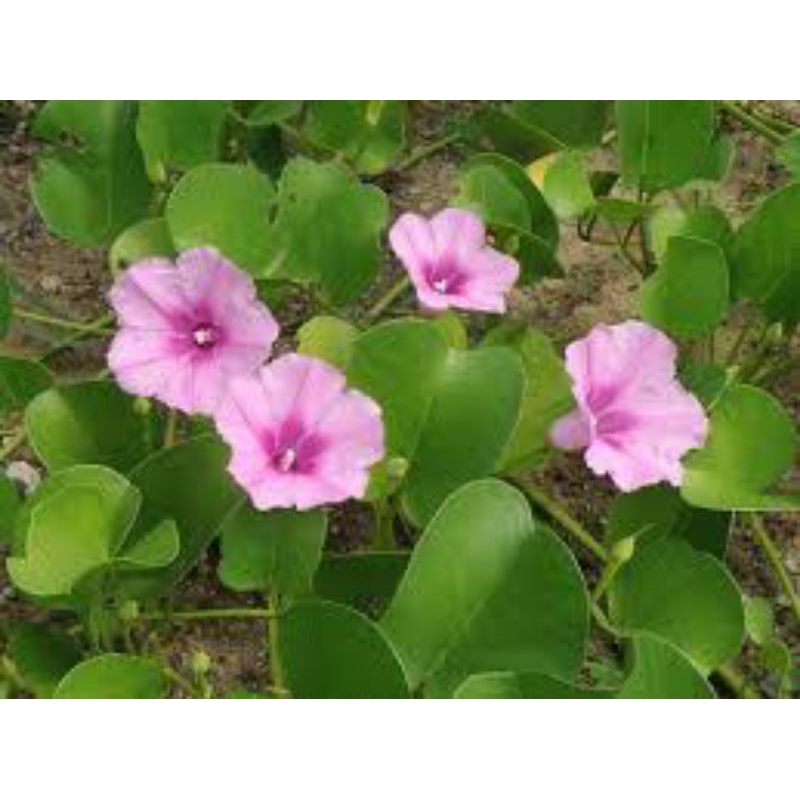 

daun dan batang tapak kuda 1kg