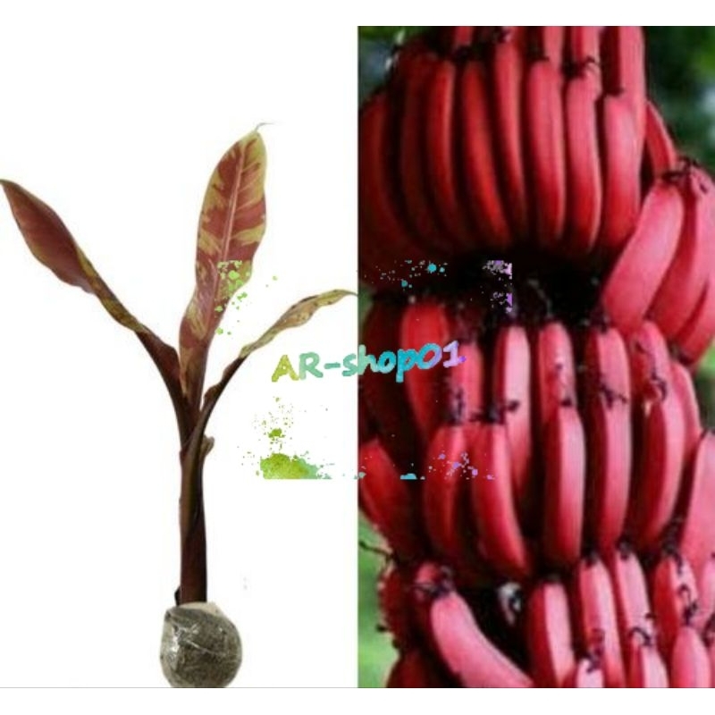 bibit pisang udang | bibit pisang merah unggul | bibit pisang per 1 pohon