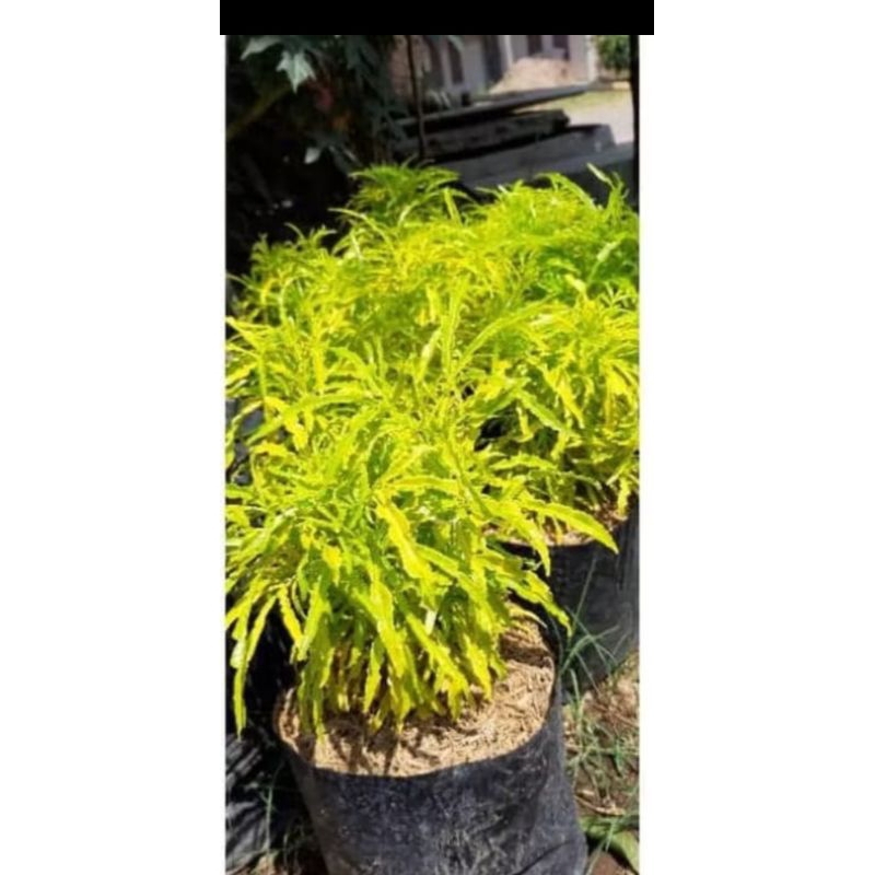 

bibit bunga brokoli super (beli 5 bonus 1)