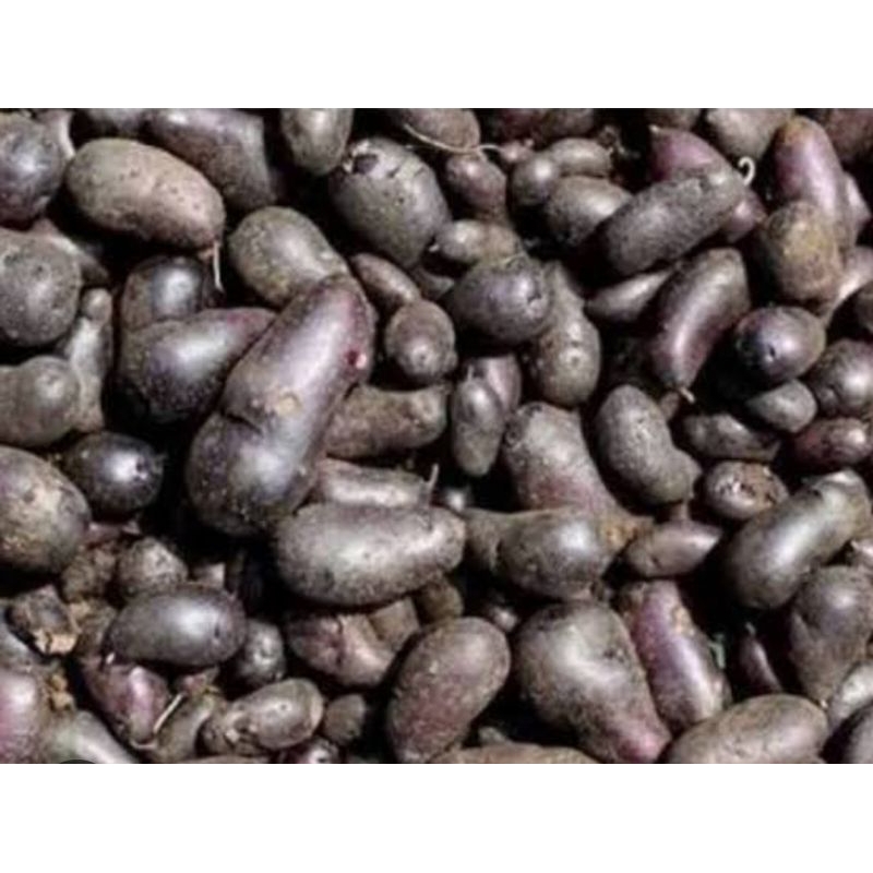 

BIBIT KENTANG HITAM/KENTANG KLECI 1KG