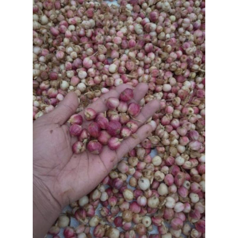 

kapulaga segar dadakan per 1 kg