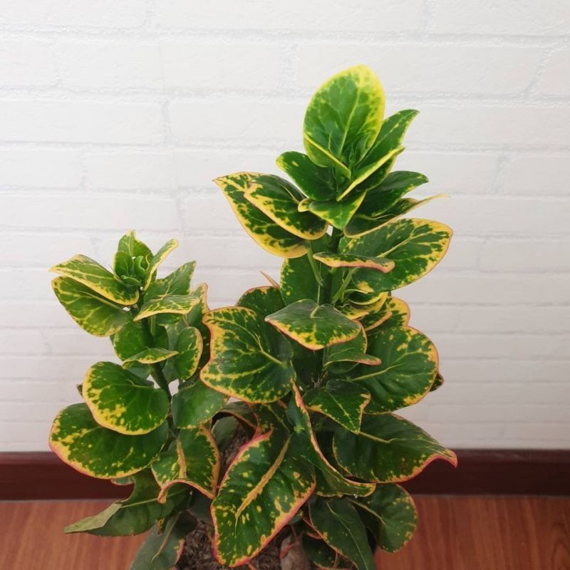 Tanaman hias puring koin - puring koin - puring / bibit tanaman puring