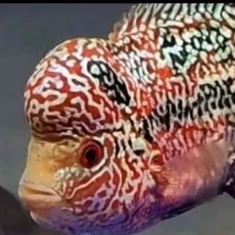 Big Update Burayak Louhan Cencu VIP VRS series ✅ Long Marking full muti