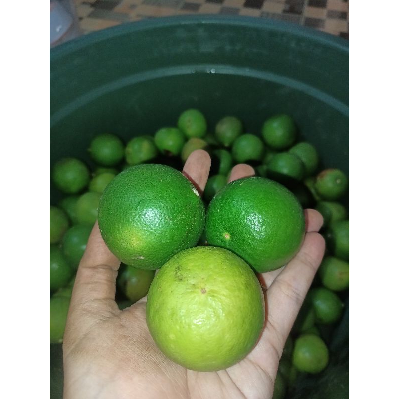 

JERUK NIPIS 100% FRESH || ES KUWUT, SOTO, ES JERUK || HARGA 1KG MURAH BANGET||