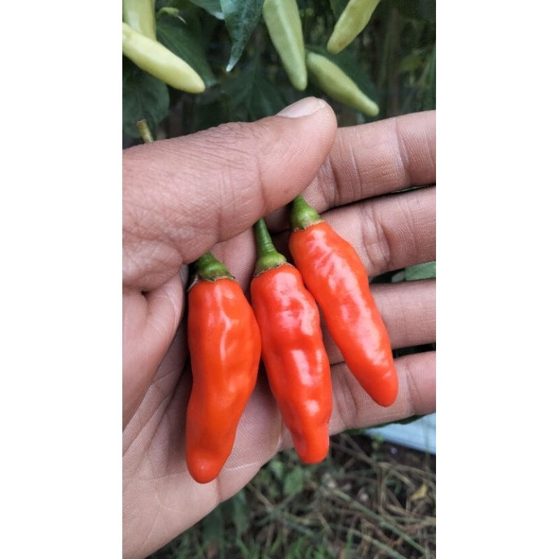 

Cabe rawit varietas ori pedas dahsyat