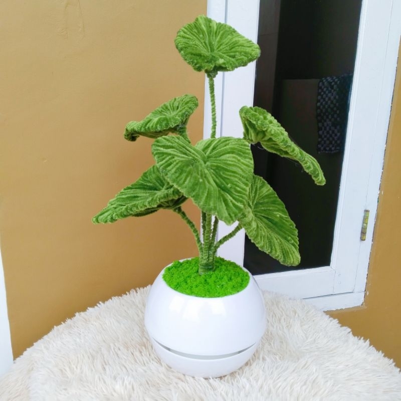 Hiasan daun Homalomena kawat bulu