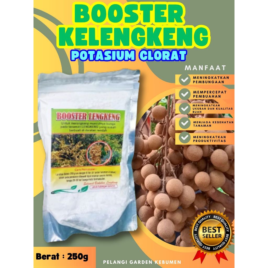 PROMO  Booster Kelengkeng Merah Cangkok Berbuah, Booster Kelengkeng Matalada