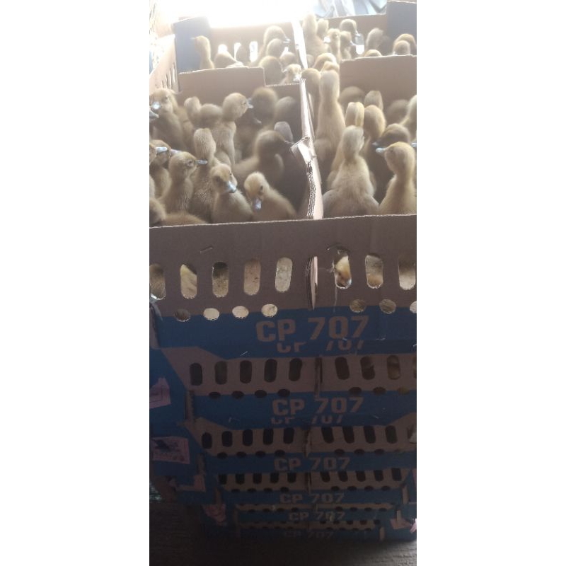 bebek petelur betina(DOD)super 4 bln nelor