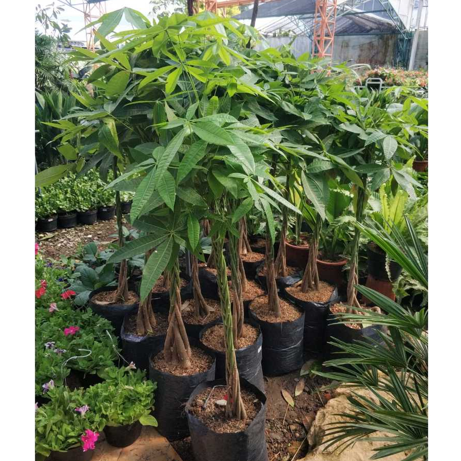 Bibit Tanaman Hias Pachira (5 Kepang ) Ukuran Besar – Tinggi ±120cm