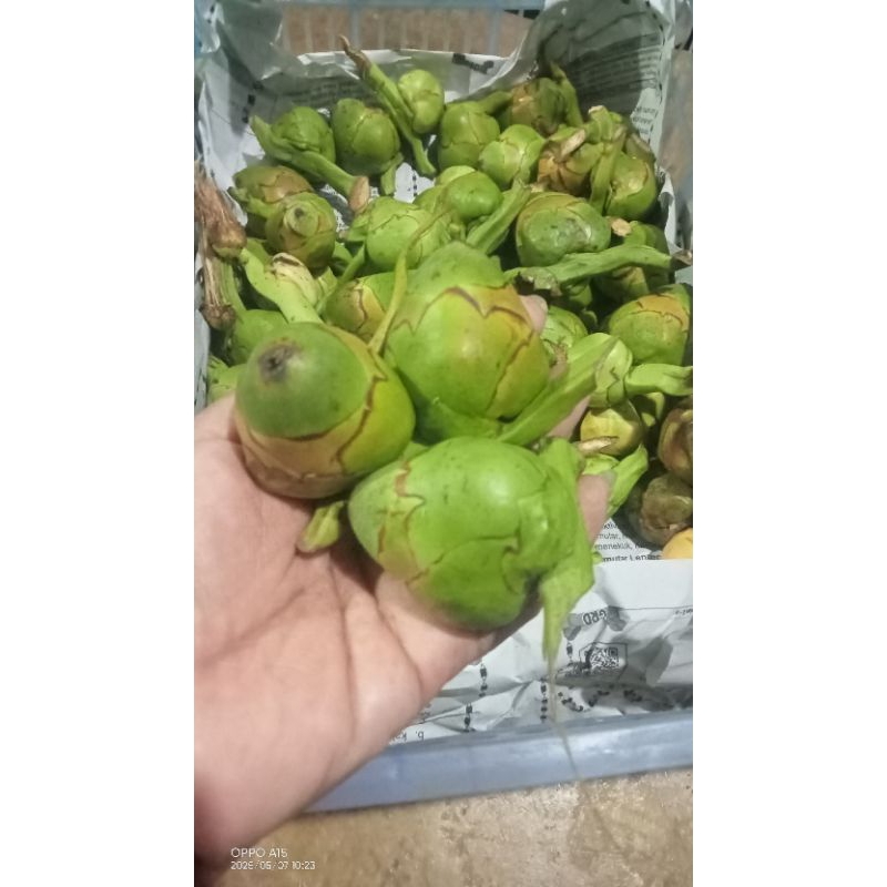 

buah beluluk/biruluk atau buah kelapa muda/1biji