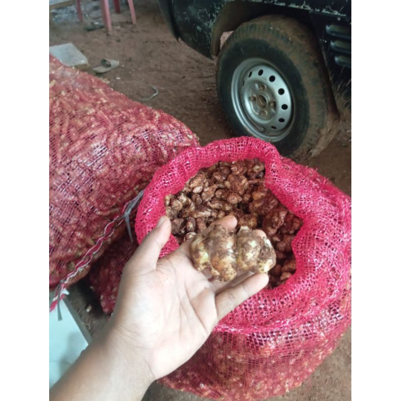 

KENCUR / CIKUR MURAH 1Kg FRESH BARU PANEN PETANI
