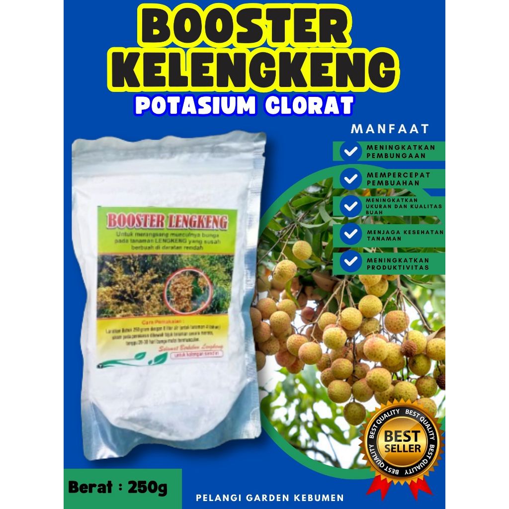 BEBAS JAMUR ! Boster Kelengkeng Cangkok, Boster Kelengkeng Cangkok Batang Besar Berbuah, Boster Kele