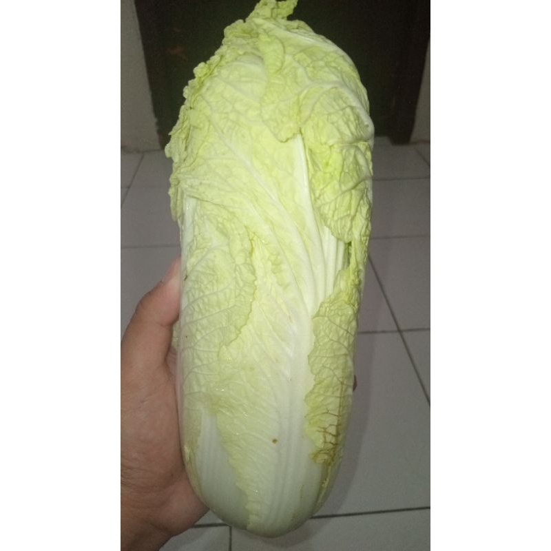 

Kirim instant sawi putih.