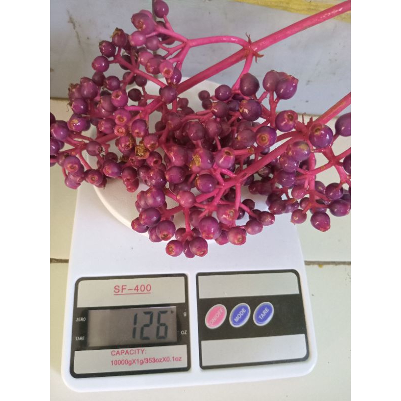 

buah sinom parijotho muria