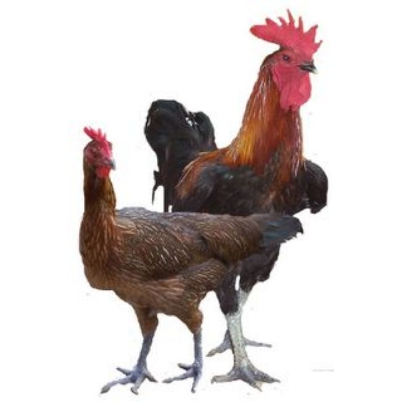 

Paket hemat 4 Telur Tetas Ayam Pelung Telur fertil siap untuk ditetaskan