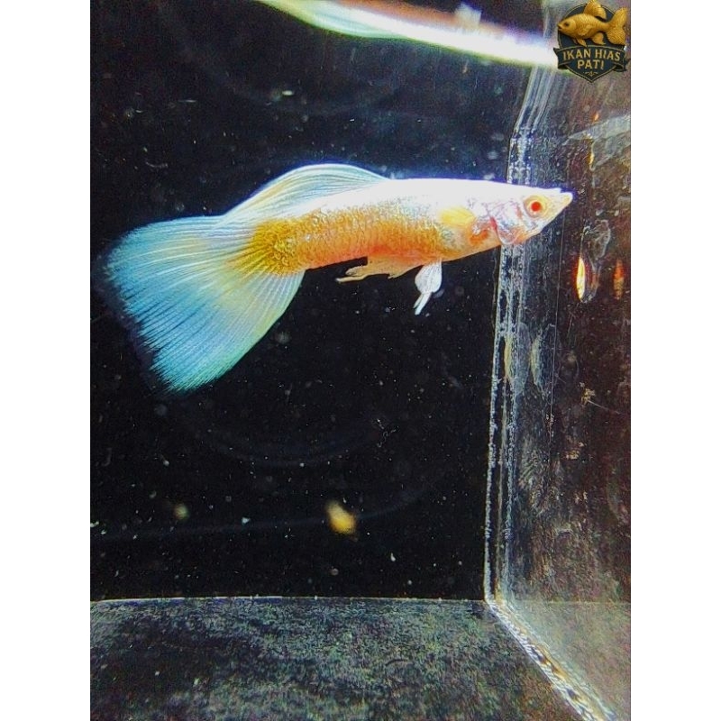 guppy AFP 1 pasang [1jantan+1betina hamil] + pakan