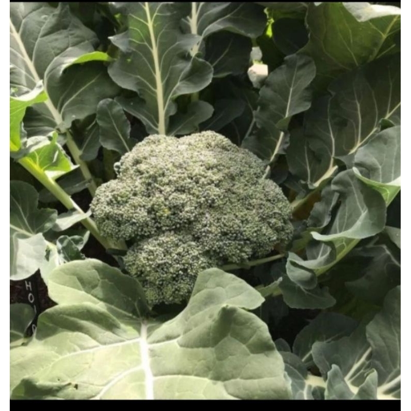 

10 Biji benih Brokoli GREEN MAGIC