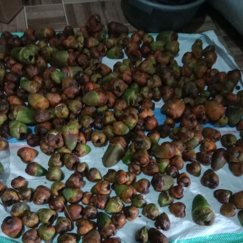 

Beluluk Buruluk Obat Herbal Diabet 10 Biji