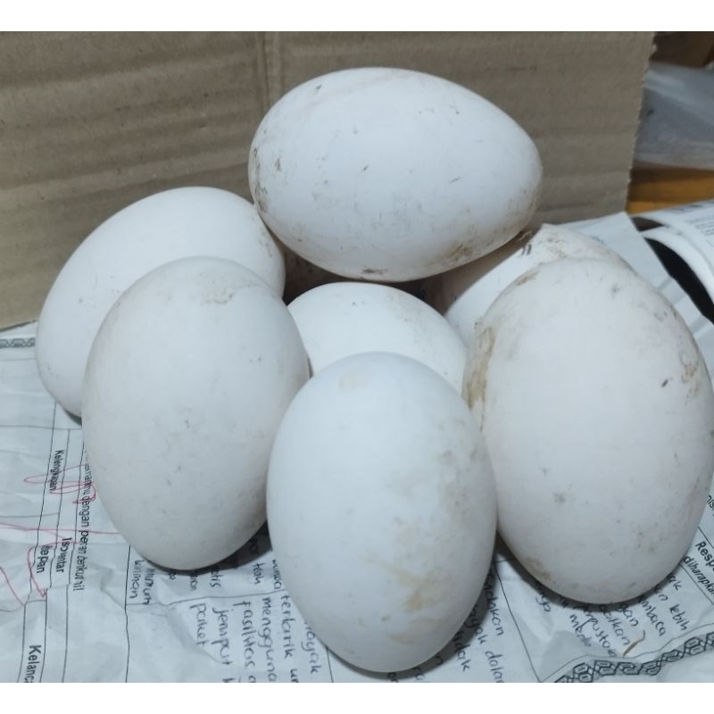 

Telor Angsa/Telor Soang Tembuhuk/Busuk 1butir