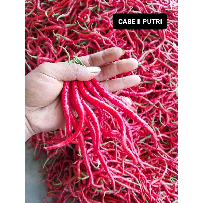 

Cabe keriting merah || Cabai merah keriting Fresh