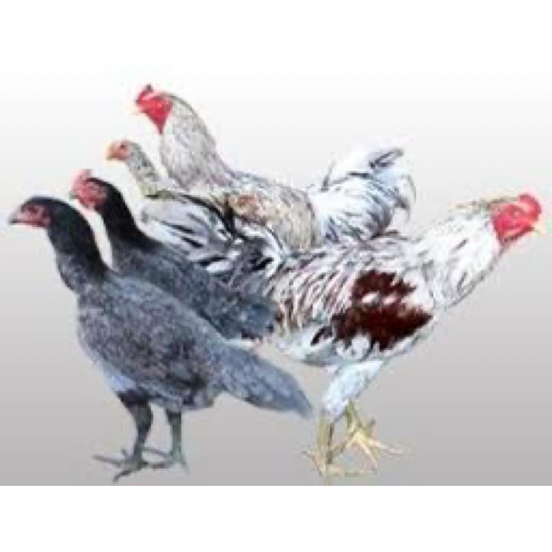 

TELUR AYAM SENSI UNTUK DITETASKAN