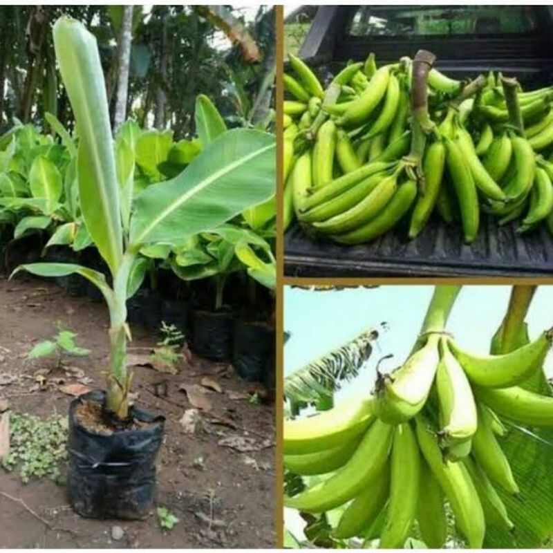 

Tunas pisang tanduk 1 tunas (hanya sameday/instan)