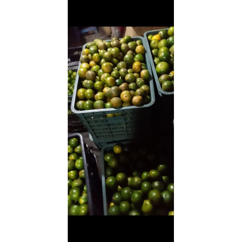 

Ecer Jeruk Jember Kemasan 1kg