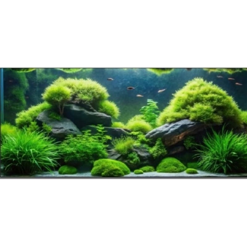 

pleco brushmouth slayer L144