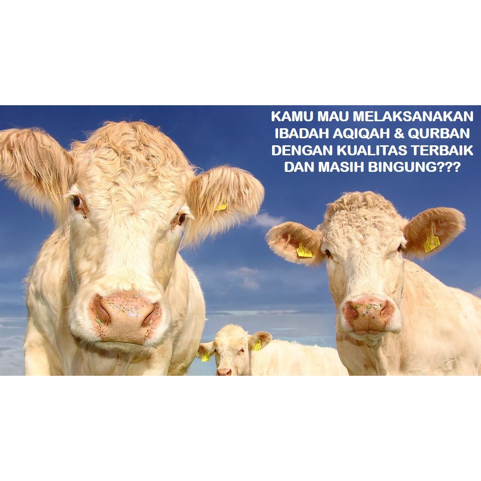 

DP SAPI QURBAN 2025 BOGOR DA'I PRENEUR