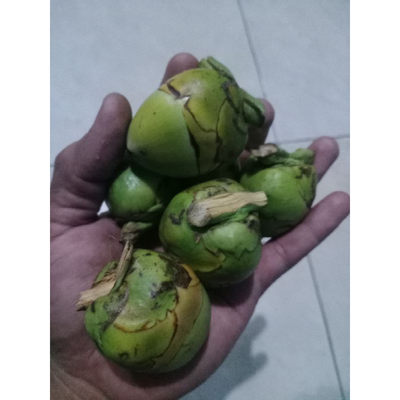 

Tembuluk kelapa/beluluk kelapa fress 10buah/kelapa hijau