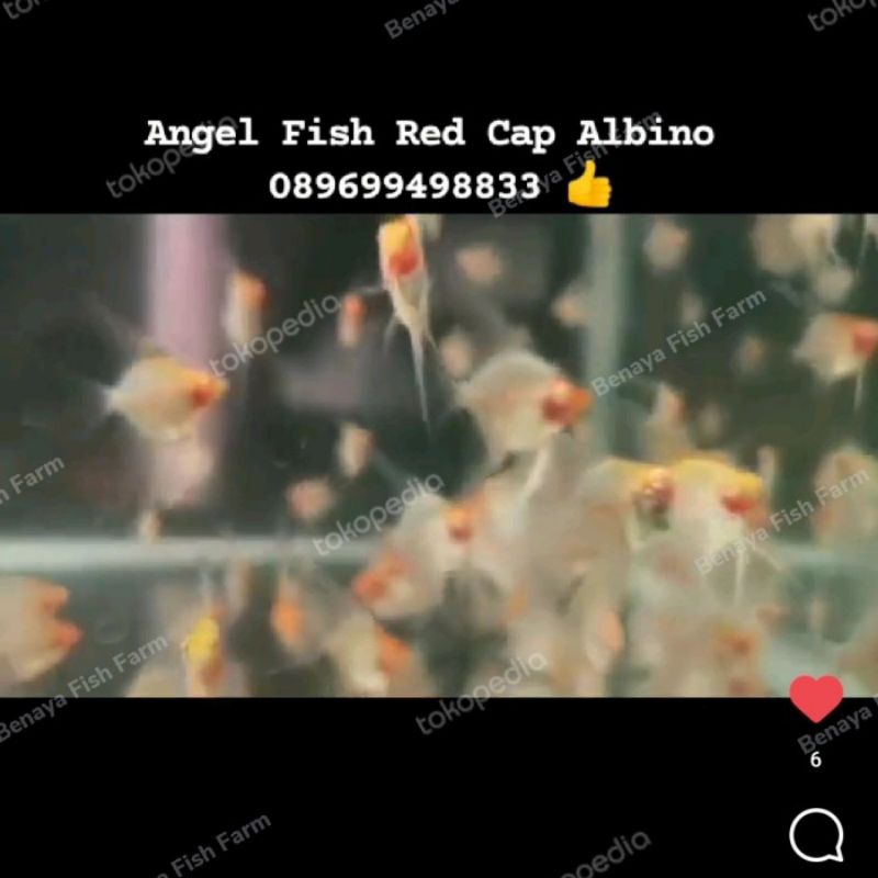 Manfish Red Cap Albino 2.5 3 Cm Medium Grade - Perawatan Aquarium