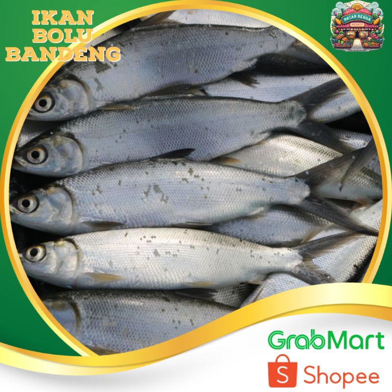 

Ikan Bolu Bandeng 1 ekor ~ Murah Pasar Induk Daring