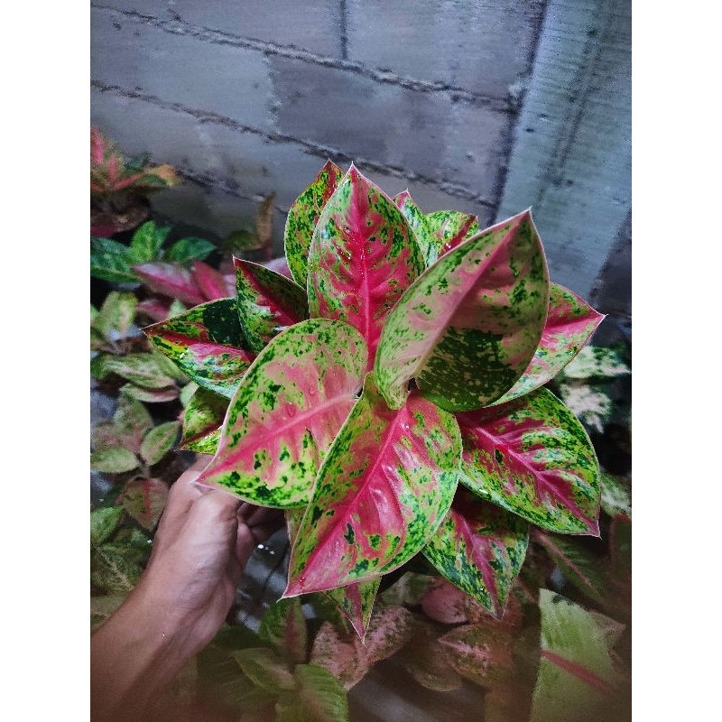 aglonema mahasety tanian lokal