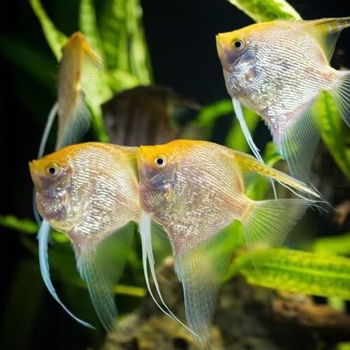 Manfish Golden Black Eye 2.5 3 cm - Perawatan Aquarium