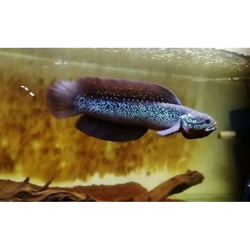 

(GARANSI 100%) stiker chana asiatica super jumbo jumbo size 30up mutiara melimpah