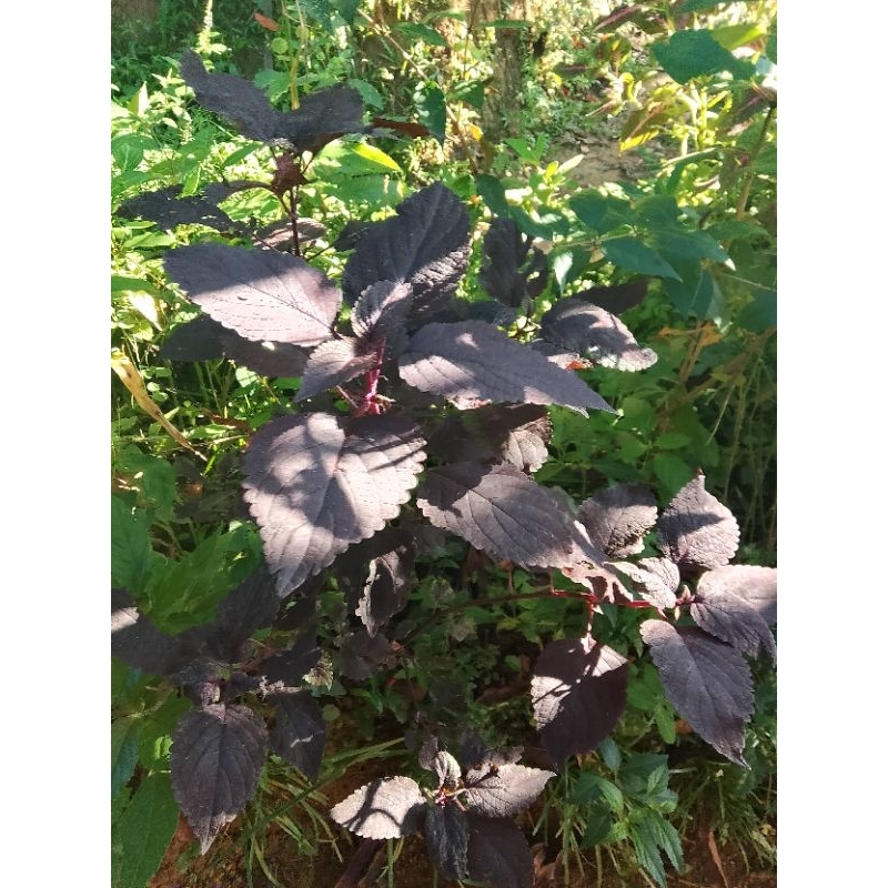 

jawer kotok atau daun ungu per 250gram