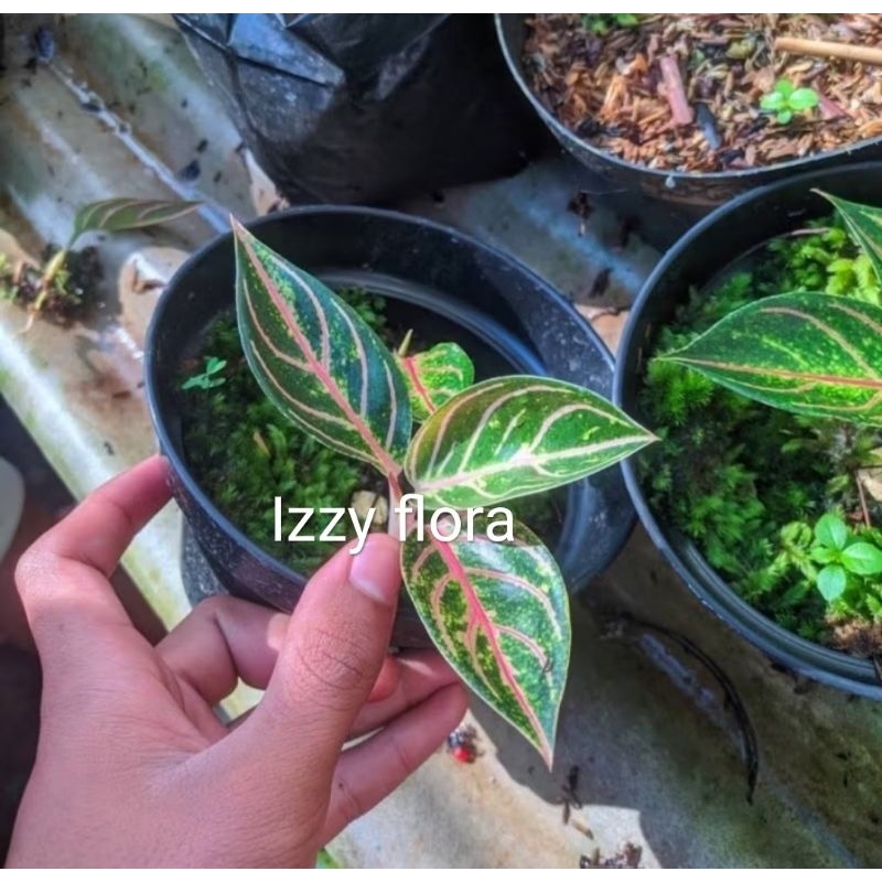Aglonema Pride Of Sumatra/Red Sumatra Anakan 1-2 Daun Realpict