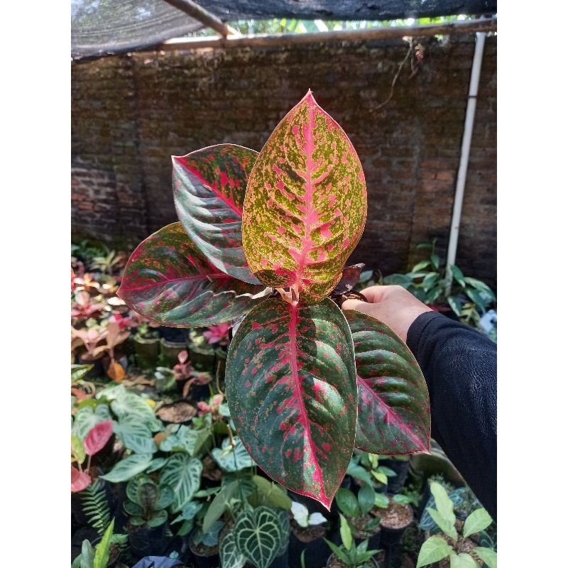 Aglaonema Aglonema Red Stardust