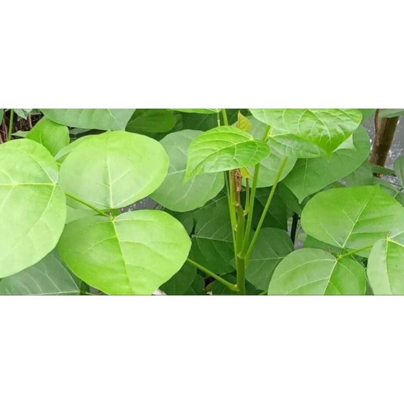 

daun dadap segar 15.000/250 gram